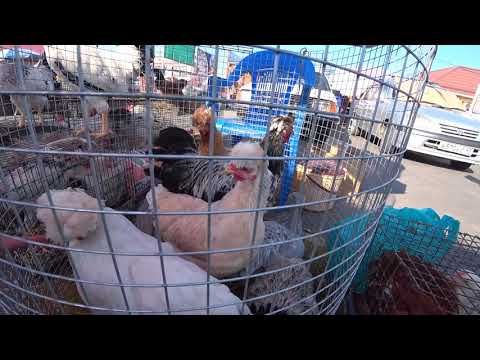 Видео: птичий рынок в Варениковской 29.08.2021 сезон кончается но выбор еще есть, на юге всегда сезон)))