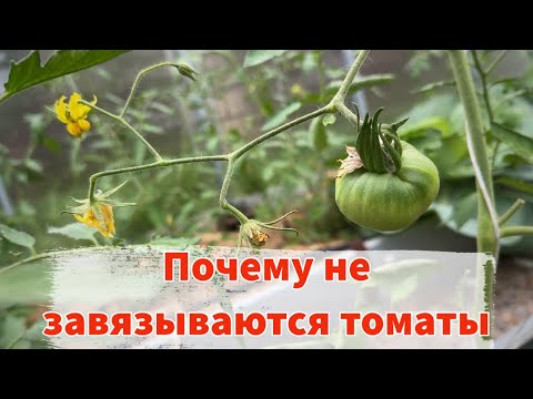 Видео: Почему не завязываются томаты. Главные причины и как это исправить