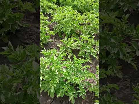 Видео: На сьогодні такий стан городу.
