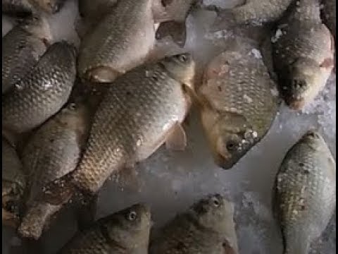 Видео: Ловля Крупного КАРАСЯ Зимой со льда! Ночная рыбалка!