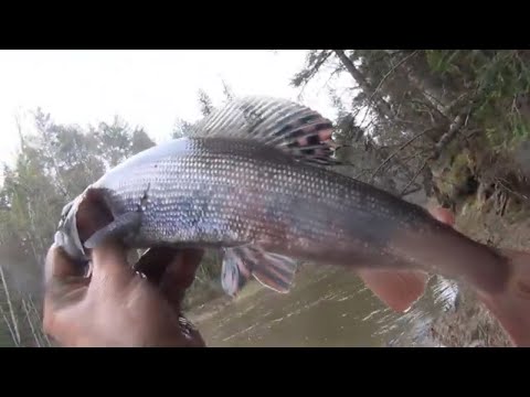 Видео: 14 Рыбалка ловля Крупного Хариуса и Щуки в тайге Сибири  Жили 10 дней Место  Медвежий угол Змеи Клещ