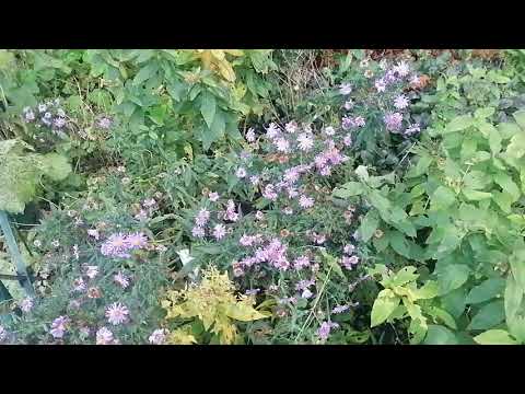 Видео: В поиске ноябрьских цветов