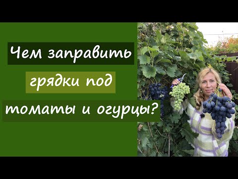 Видео: Чем заправить грядки под томаты и огурцы