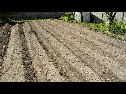 Видео: Много Урожайная посадка картошки,Голландский метод