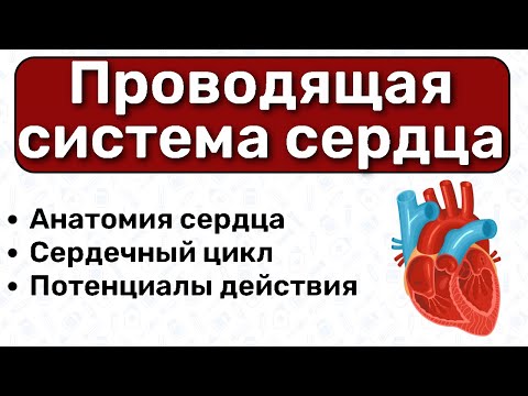 Видео: Проводящая система сердца: водители ритма, пучок Гиса, волокна Пуркинье / Физиология сердца