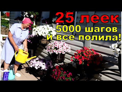 Видео: ПЕТУНИЯ- как правильно полить 50 горшков. Тонкости в поливе и подкормке