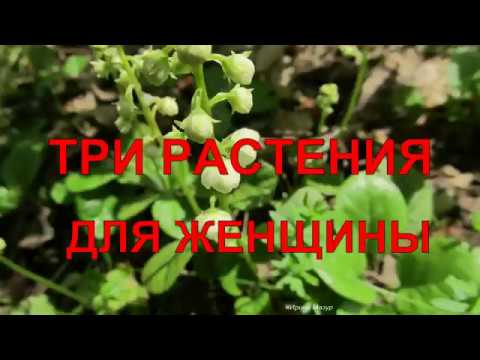 Видео: Лекарственные травы для женщин. Боровая матка.