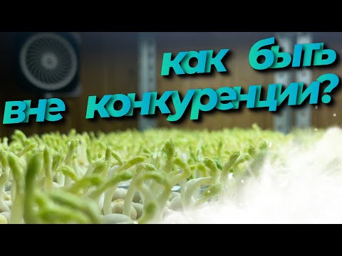 Видео: Как бороться с конкурентами? Как быть вне конкуренции? Продажа микрозелени! Бизнес на микрозелени!