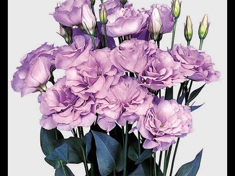 Видео: Самая важная подкормка.Эустоме 14 дней(посев 01.01.взошла 08.01).Шаг 2