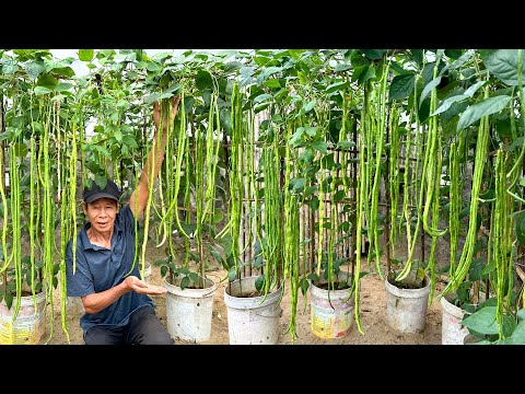 Видео: Секрет, который помогает вигне достигать выдающихся урожаев, не затрачивая особого ухода