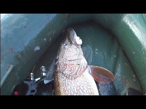 Видео: Самая большая щука в мире МАМКА КЛАРА ЗАХАРОВНА...