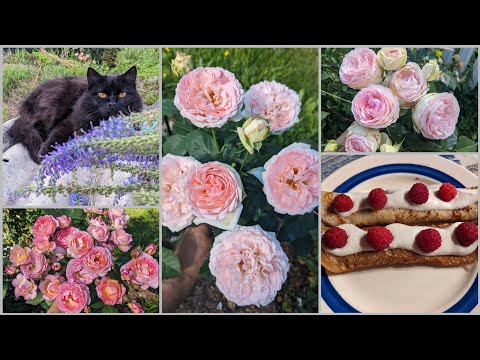 Видео: Розы мокнут, жарятся, но цветут. Прогулка по саду. 7 августа 2023 г.