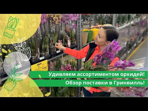 Видео: Удивляем ассортиментом орхидей! Обзор поставки в Гринвилль