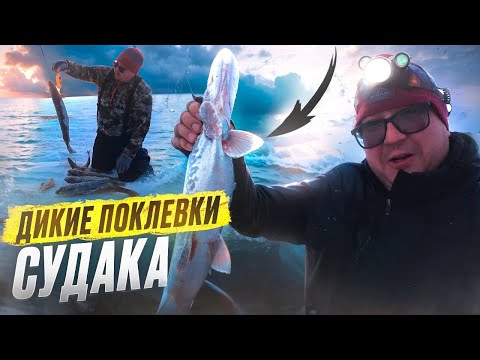 Видео: ДИКИЕ ПОКЛЕВКИ СУДАКА. Зимняя Рыбалка 2025. Рыбалка на жерлицы.