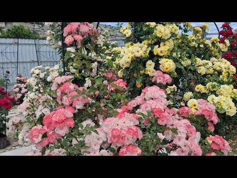 Видео: 14.06.2025г. Мои розы на пике цветения. Часть 1.