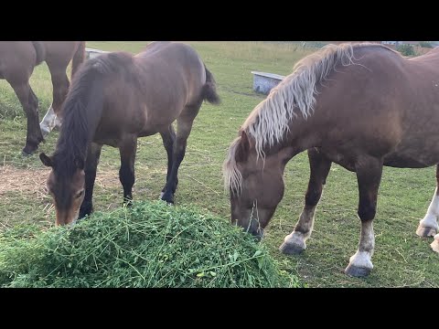 Видео: Кобила на продаж|Новоолександрійка|Львівська область