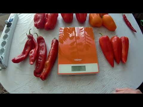 Видео: Перцы сладкие. 2023 Хаски F1, Оранжевый мармелад, Голиаф, Свит Поинт, Цесаревич и т. д.