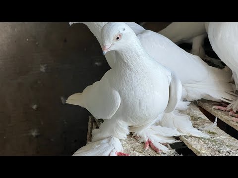 Видео: В гостях у Алишера Сохибова.Порода черноносых таджикских бойных игровых голубей 🕊#pigeons 2021 год