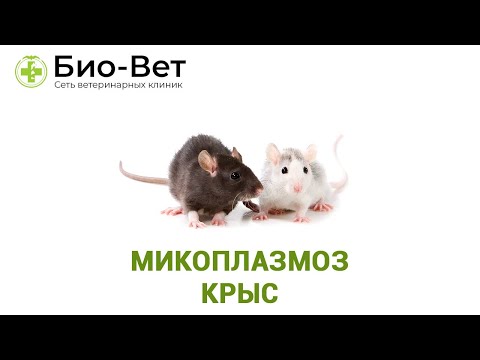 Видео: Микоплазмоз крыс. Ветеринарная клиника Био-Вет.