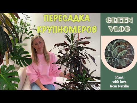 Видео: ПЕРЕСАДКА КРУПНОМЕРОВ ❤️🌿 | ПАУТИННЫЙ КЛЕЩ ❤️‍🩹