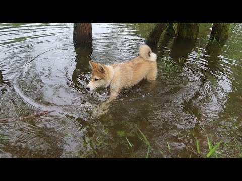 Видео: Первый выход  щенка Чезы