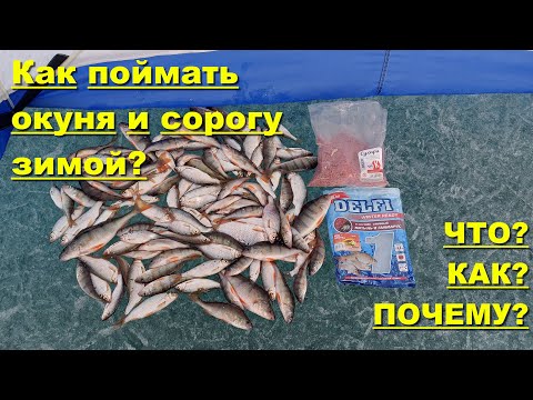 Видео: Как поймать окуня и сорогу зимой?