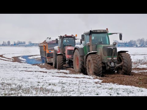 Видео: Погрузка и вывоз свеклы / FRANZ KLEINE Cleanliner Classic, БЕЛАРУС 3522, 3022, FENDT 930 и др. /