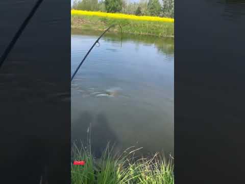 Видео: Fishing, гарний улов #shorts