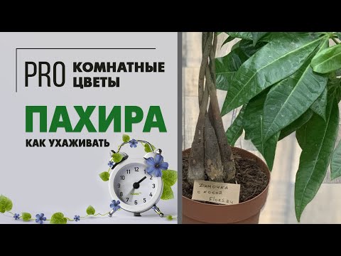 Видео: Пахира - дерево с косой. Неприхотливое комнатное растение для дома и офиса. Секреты ухода.