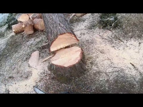 Видео: Арбористика техника работы на деревьях от первого лица