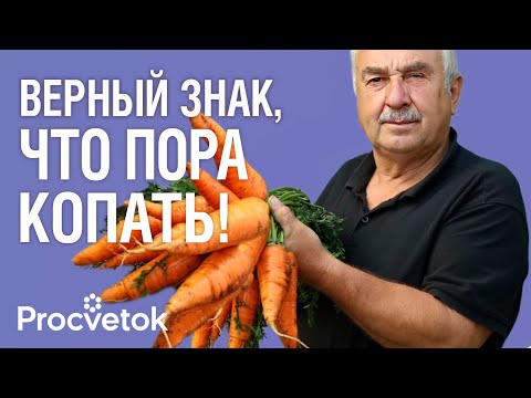 Видео: СРОЧНО КОПАЙТЕ МОРКОВЬ И СВЕКЛУ, если увидели эти признаки! Идеальный срок уборки корнеплодов