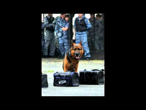 Видео: 4 лапы ,влажный нос