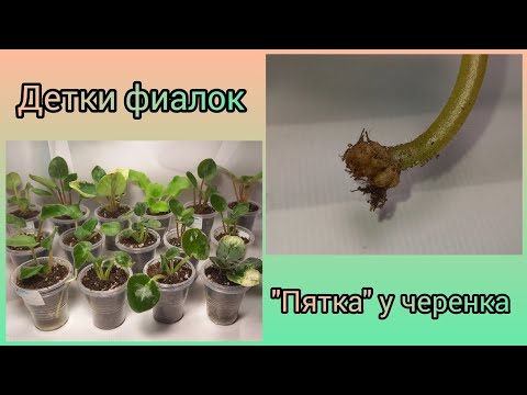 Видео: Отсадка и рассадка деток фиалок. "Пятка" - проблема для деток.