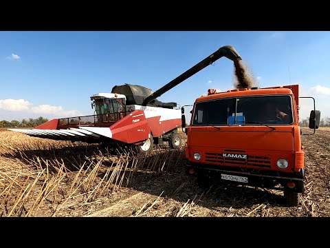 Видео: У нас стартовала уборка подсолнечника! Степанович выехал на пробы.