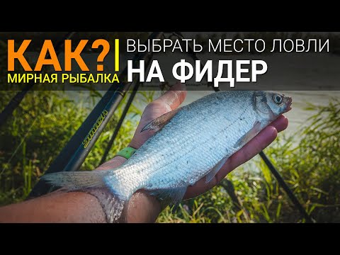 Видео: Как выбрать место ловли на фидер?