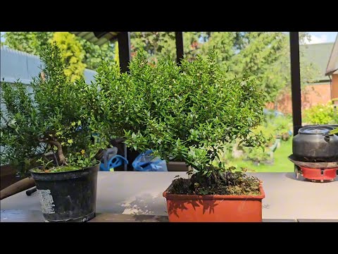 Видео: Мы начинаем обрезать и формировать мирты