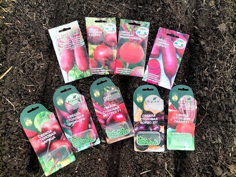 Видео: Первый день без мороза. Капуста и лук живы под укрытиями. Сею свёклу, начала перевалку петунии.