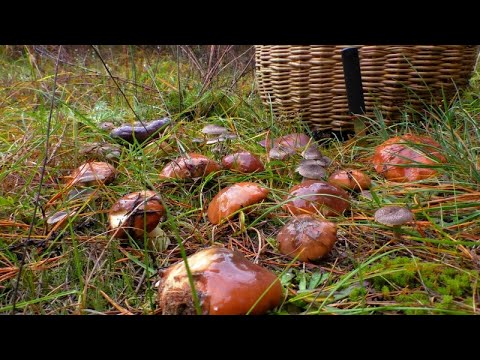 Видео: Молодые грибы идут ХОТЯ ВОТ ВОТ ЗИМА!
