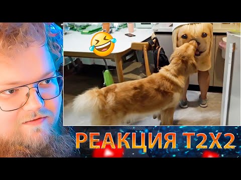 Видео: T2X2 СМОТРИТ СМЕШНЫЕ ЖИВОТНЫЕ / Funniest Animals-Best Of The Week Funny Dog And Cats Videos/ РЕАКЦИЯ