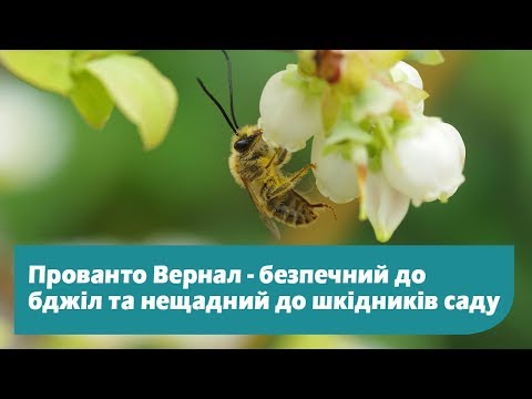 Видео: Прованто Вернал – препарат проти жуків та гусені. Безпечний для бджіл!