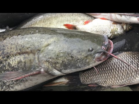 Видео: НАЧАЛО БОЛЬШОГО УЛОВА. СОМЫ АТАКУЮТ. РЫБАКИ ПРОМЫСЛОВИКИ