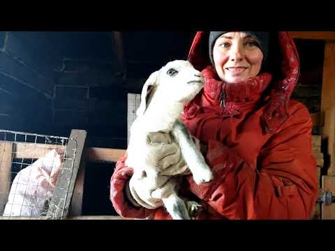Видео: Бросаю доить.Обезрожила козлёнка.Как и когда обезроживать козлят.