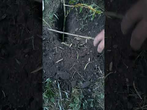 Видео: Улиас модыг мөчрөөр тарих