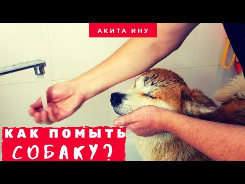 Видео: Как ПОМЫТЬ собаку в квартире? | Купание АКИТА ИНУ | Как мыть собаку?