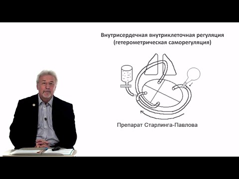 Видео: Евсеев А.В. Нормальная физиология. Лекция №15. Регуляция сердца (продолжение). 2023