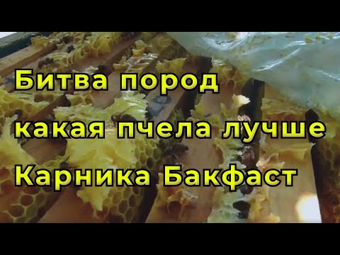 Видео: Основное отличие пчел породы карника от бакфаста.