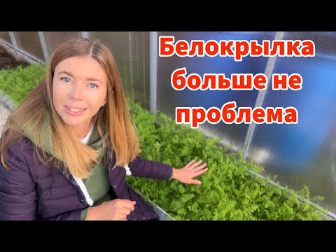 Видео: ИЗБАВЛЯЮСЬ ОТ БЕЛОКРЫЛКИ БЕЗ ТРУДА И БЕЗ ХИМИИ. Можно ли избавиться от белокрылки навсегда?