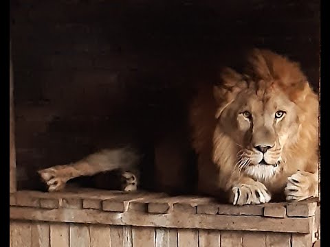 Видео: Славгородский зоопарк, Алтайский край