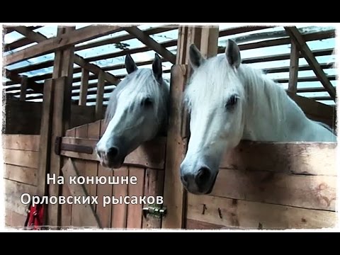 Видео: 145 На конюшне ОРЛОВСКИХ РЫСАКОВ | Парк Сокольники | Sokolniki Park |