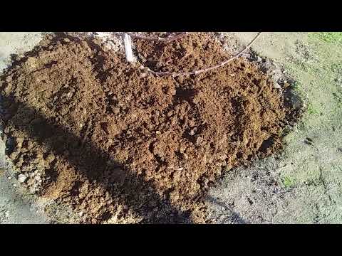 Видео: Озука е гизодихии нихоли ангур.